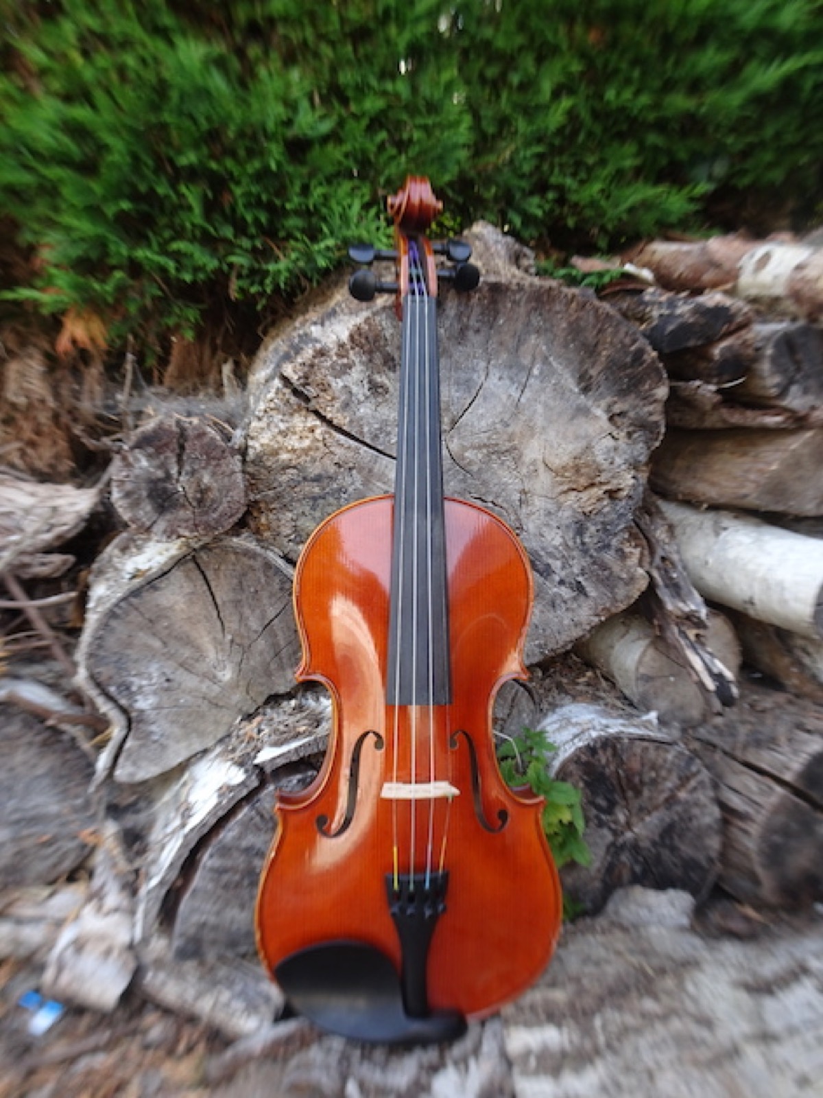 Un violon posé sur des souches de bois en forêt